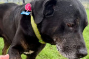 捨てられて一度はシェルターに戻った犬だが、今度こそ素晴らしい家族のもとへ