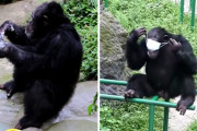 飼育員さんの真似をして手洗い、マスクをきちんとしようとするチンパンジーが凄い！