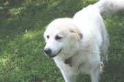 エンドレスに「お手」 犬のあるある行動？ 海外の反応