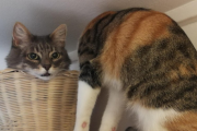 猫のデュラハンかな？頭と体が分離しているようにしか見えない猫