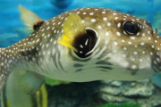 日本に旅行するときは、魚を食べないでください「紅茶キノコ茶美味しいですよね👍」「なんであんな汚いものを食べるのか🙈😩」海外の反応