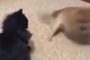 猫に至近距離で凄まじい連続高速スピンを見せつける犬　海外「ハンドスピナーじゃんｗｗｗ」「壮観なスピンだ」「猫と犬の違いを簡単に説明するとこうなる」