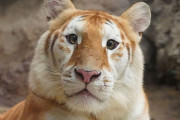 茶トラ猫が大きくなったやつ！珍しい毛色を持つタイの虎に世界中が熱い視線
