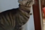 猫って変な場所で寝がちだよな。誰にも邪魔されないここが俺の特等席なのさ。海外の反応