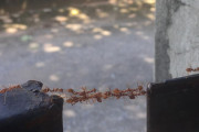 外国人「現実のものとは思えない世界の生物を見せていく！」