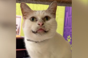 【海外】「個性的な猫、見た目で捨てられる？愛されない理由とは」