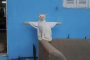 外国人「絶対に神様が宿ってる猫の写真を見せていくｗｗｗｗ」