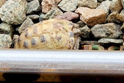 【海外】「脱走したペットのカメ、列車の線路で発見されスタッフの手で救出！乗客の目撃情報が命を救った奇跡」