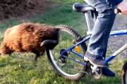 「何に怒ってるの？！」自転車に乗っている男性に何度も頭突きを繰り返すヤギさん