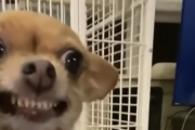 ご主人は渡さない！ちょっとどうかしてる顔で同居犬を威嚇！