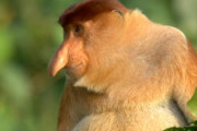 【BBC Earth】見た目が面白い動物TOP5「鳥のダンスが秀逸w」「俺より踊るのウマイww」　海外の反応