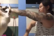 この男、かなりの使い手...コーギーの攻撃を全てかわすことができる、コギフーマスター