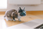 日本の「飛んでる最中に虚無になる猫」が可愛すぎる！【タイ人の反応】