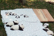 外国人「キュートすぎてたまらない動物の赤ちゃんを見せていく！」