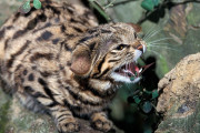 【海外】「小さな肉食獣、ブラックフットキャットの驚くべき生態と魅力」