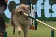 世界最大のドッグショーで自由奔放に動き回る犬が話題に！（イギリス）