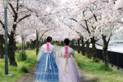 韓国人「桜は韓国が原産国です」韓国人が桜が大好きである理由がこちら‥ﾌﾞﾙﾌﾞﾙ　韓国の反応