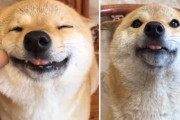 「僕と〜っても幸せ！」表情でハッピーを伝えるのが上手な柴犬くんが超絶かわいい！
