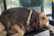 小さい頃からずうっと一緒！自分を犬だと思いながら育ったイノシシと、成長を見守るパパ犬の仲良しっぷりが微笑ましい