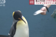 【韓国の反応】「物価高」日本の学校給食には果物の代わりにゼリー…水族館動物は食事拒否。韓国の反応「日本を心配する時ではない。/日本も利上げが始まるだろう。」