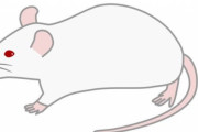 【韓国の反応】日本研究チーム、雄ネズミから得た卵子で子を産ませることに成功…韓国の反応「731部隊のよう。/人間はいつかは自滅する。」
