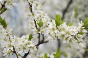 韓国人「ソメイヨシノは韓国の特産種です」→「桜は日本の花として知られていますが・・」　韓国の反応