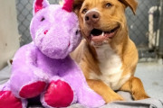 ユニコーンのぬいぐるみだけがどうしても欲しかった野良犬。何度も店に侵入を繰り返した結果、ハッピーエンドが待っていた