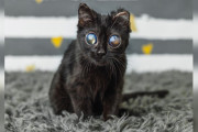 【海外】巨大な瞳を持つ神秘的な子猫、AIではなく希少な生存者の物語