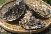 韓国人「牡蠣の水質浄化能力をご覧ください」