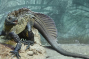【海外】「サーフィンのドラゴン：古代の神話から飛び出した驚異の生物が現代に生きている！」