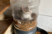 「どうやって入ったん？」家に帰ったら猫ちゃんがこんなところに！ 海外の反応
