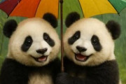中国人「日本では雨が降っても、こんなものでも絵になる」　中国人「日本は凄まじく綺麗好きな国」「新車よりピカピカ」