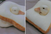 外国人「この写真を見てくれ！アヒルを飼うべき理由が分かるぞ！」
