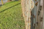 アメリカ人「いやああああ数十億匹のセミが大量発生してるよおおおお」