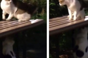 「ん？誰かに触られたニャ」ベンチの下からちょっかいを出されて驚く猫