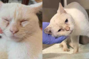 【海外】窓の外にいたシャイな猫が、第二のチャンスで最高の優しさを見せる！