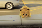ピカチュウを捕まえろ！可愛すぎる子猫ちゃんに気をつけて！