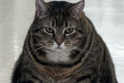【海外】「マルセルという名の大きな猫がバイラルヒット！親友とともに新しい家族に迎えられる」