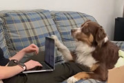 「もうお仕事しちゃダメ！」不満顔で飼い主さんのノートパソコンをパタンと閉じちゃうワンちゃん