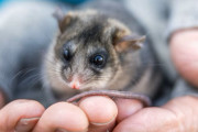 【海外】「オーストラリアのアルプスで学校の子どもたちが守る！絶滅危惧種ワンモアージュの逆襲」