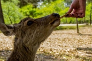 日本のGWで「鹿せんべいに飽き飽きしてる鹿」の表情に笑ってしまうｗｗｗ【タイ人の反応】