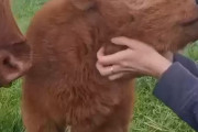 オランダ人「お前らの国のキュートな動物を見せてくれないか」