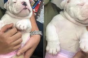 獣医に行ってお疲れな子犬→飼い主さんの腕の中で( ˘ω˘)ｽﾔｧ