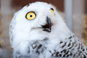 【海外】フクロウの耳を覗くと見える目とは？驚きの発見とその秘密に迫る！
