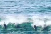 急にイルカの集団が現れ、サーフィンをしている男性にイルカが体当たり！←イルカが怖くなったんだが
