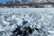 【海外の反応】日本の北海道沖で流氷に閉じ込められたシャチ　海外の反応「無事であることを願っている、日本は努力さえしていない」