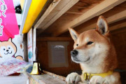 柴犬が店番をする札幌の「イヌのやきいもやさん」が海外でも話題に