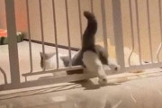 猫、液体流動化失敗。スルリと柵が潜り抜けられなかったケーススタディ