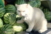「スイカは絶対に守るニャ！」スイカ監視員としての猫、完璧な警備（タイ）
