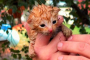 【海外】豪雨の中に隠された小さな命！庭で聞こえた鳴き声の真相とは？